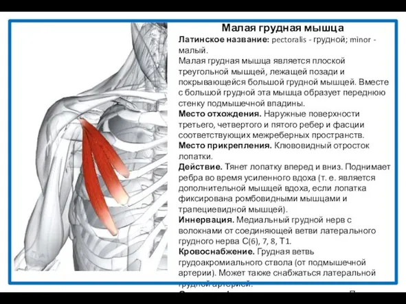 Малая грудная мышца Латинское название: pectoralis - грудной; minor -малый. Малая