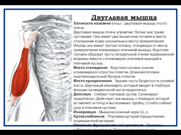 Двуглавая мышца Латинское название bieeps - двуглавая мышца; hrachii - плеча.