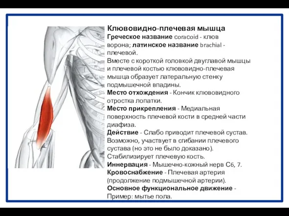 Клювовидно-плечевая мышца Греческое название сoraсoid - клюв ворона; латинское название brachial