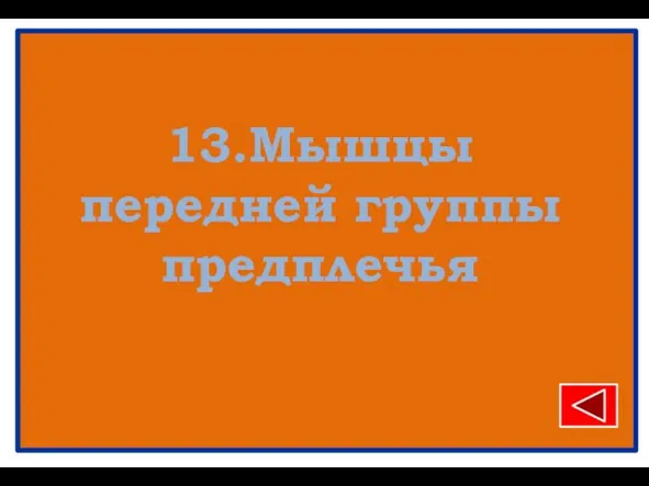 13.Мышцы передней группы предплечья