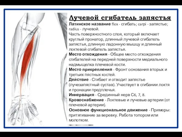 Лучевой сгибатель запястья Латинское название flex - сгибать; carpi - запястье;