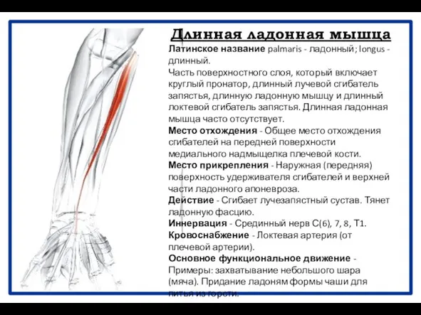 Длинная ладонная мышца Латинское название palmaris - ладонный; longus -длинный. Часть