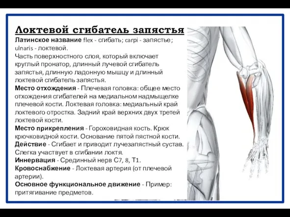 Локтевой сгибатель запястья Латинское название flex - сгибать; carpi - запястье;