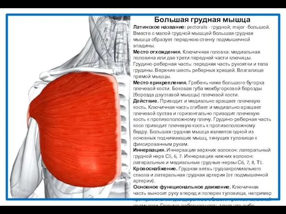 Большая грудная мышца Латинское название: pectoralis - грудной; major -большой. Вместе