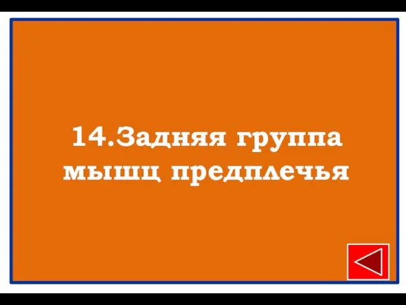 14.Задняя группа мышц предплечья