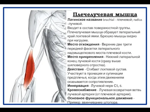 Плечелучевая мышца Латинское название brachial - плечевой; radius -лучевой. Входит в