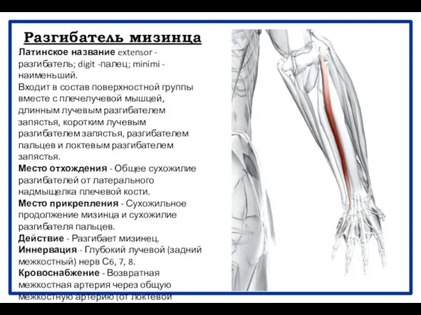 Разгибатель мизинца Латинское название extensor - разгибатель; digit -палец; minimi -