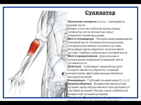 Супинатор Латинское название supinus - лежащий на задней части. Входит в