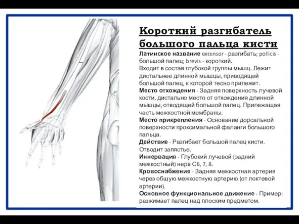 Короткий разгибатель большого пальца кисти Латинское название extensor - разгибать; pollicis