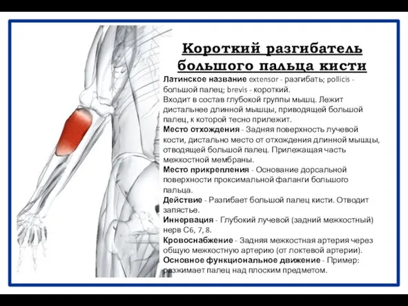 Короткий разгибатель большого пальца кисти Латинское название extensor - разгибать; pollicis