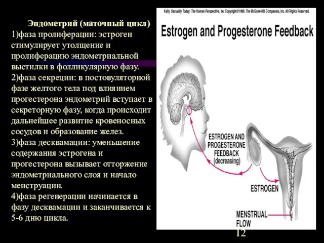 Эндометрий (маточный цикл) 1)фаза пролиферации: эстроген стимулирует утолщение и пролиферацию эндометриальной