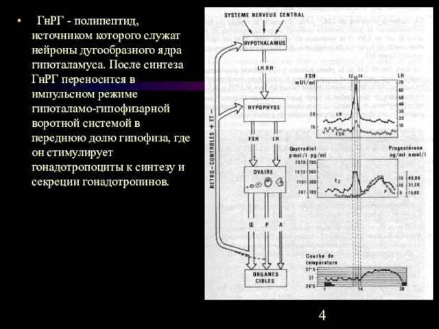 ГнРГ - полипептид, источником которого служат нейроны дугообразного ядра гипоталамуса. После