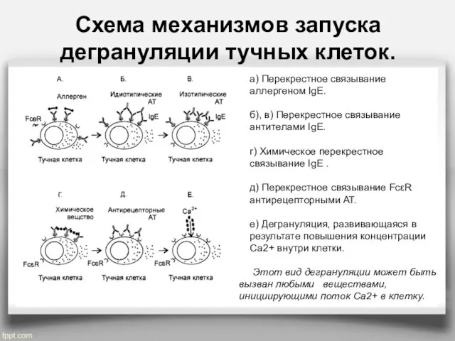 Схема механизмов запуска дегрануляции тучных клеток. а) Перекрестное связывание аллергеном IgE.