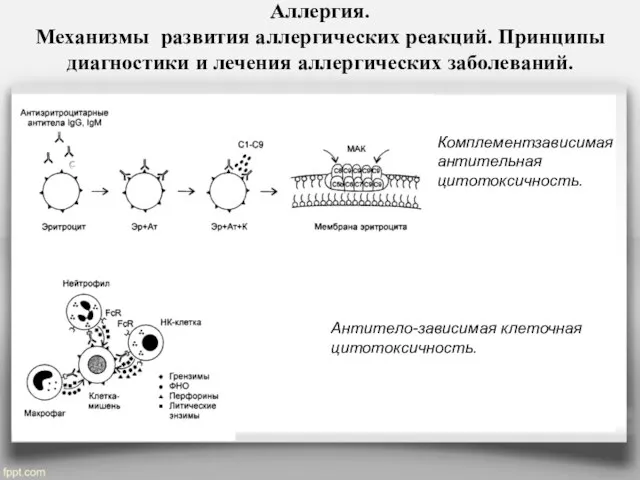 Аллергия. Механизмы развития аллергических реакций. Принципы диагностики и лечения аллергических заболеваний.