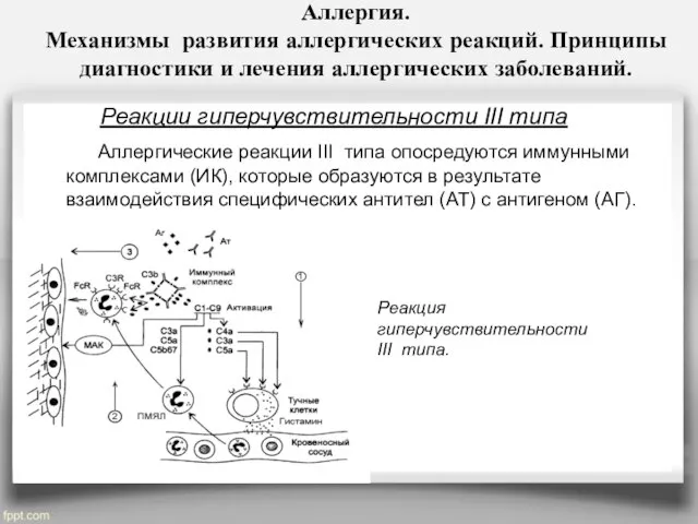 Аллергия. Механизмы развития аллергических реакций. Принципы диагностики и лечения аллергических заболеваний.