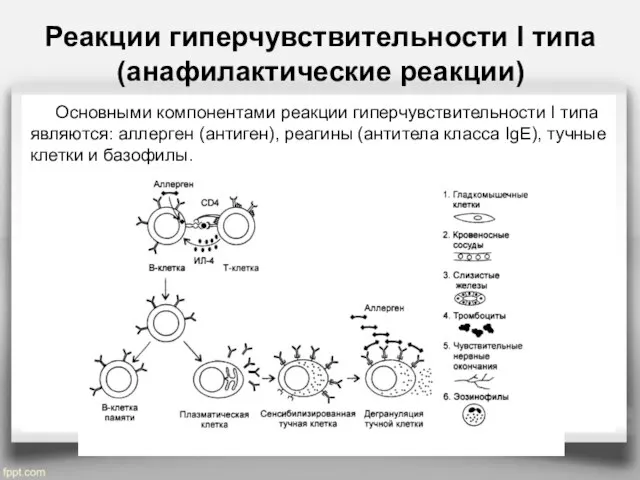 Реакции гиперчувствительности I типа (анафилактические реакции) Основными компонентами реакции гиперчувствительности I