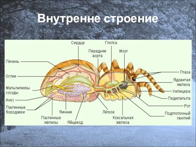 Внутренне строение