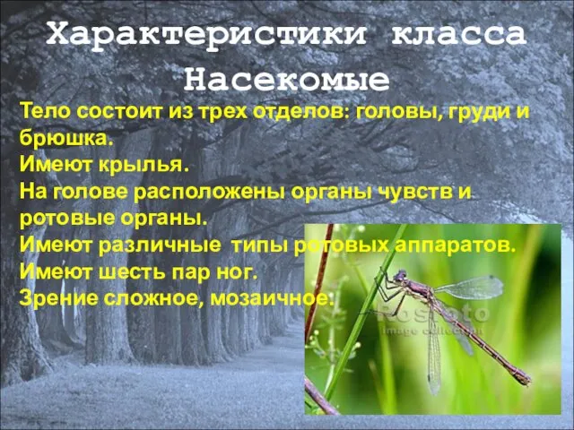 Характеристики класса Насекомые Тело состоит из трех отделов: головы, груди и