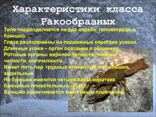 Характеристики класса Ракообразных Тело подразделяется на два отдела: головогрудь и брюшко.