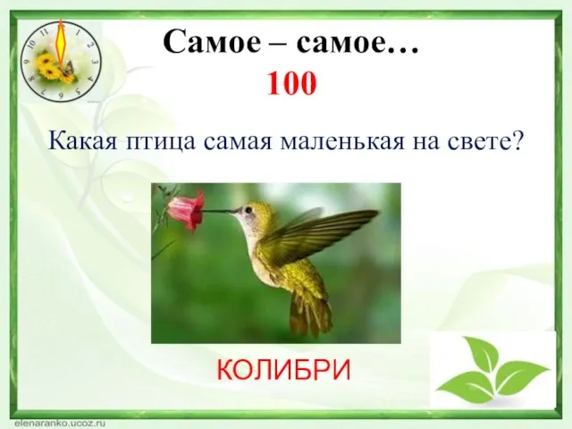 Самое – самое… 100 Какая птица самая маленькая на свете? КОЛИБРИ