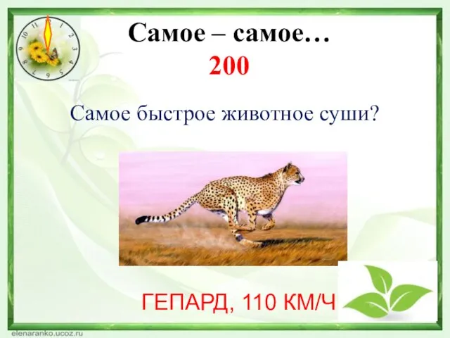 Самое – самое… 200 Самое быстрое животное суши? ГЕПАРД, 110 КМ/Ч