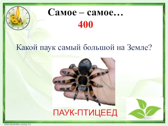 Самое – самое… 400 Какой паук самый большой на Земле? ПАУК-ПТИЦЕЕД