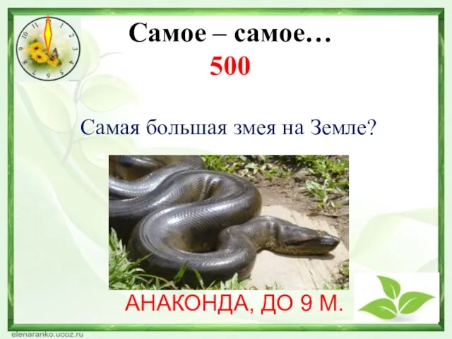 Самое – самое… 500 Самая большая змея на Земле? АНАКОНДА, ДО 9 М.