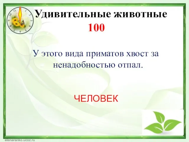 Удивительные животные 100 У этого вида приматов хвост за ненадобностью отпал. ЧЕЛОВЕК