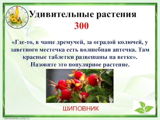 «Где-то, в чаще дремучей, за оградой колючей, у заветного местечка есть