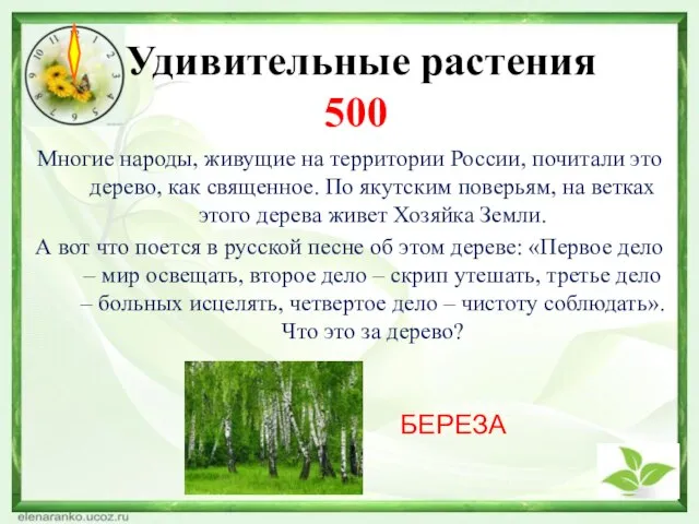 Удивительные растения 500 БЕРЕЗА Многие народы, живущие на территории России, почитали