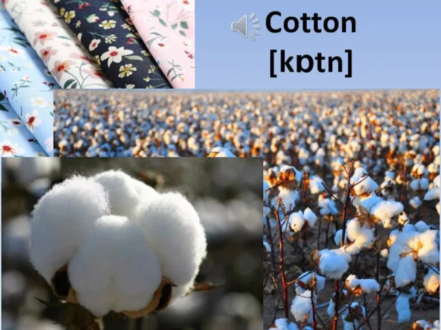 Cotton [kɒtn]