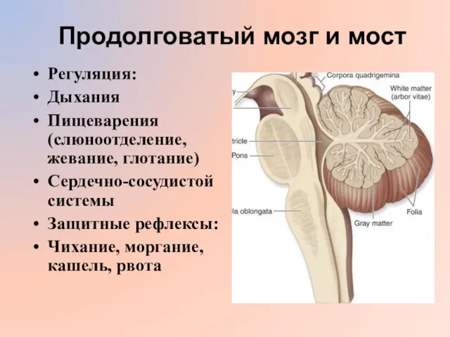 Продолговатый мозг и мост Регуляция: Дыхания Пищеварения (слюноотделение, жевание, глотание) Сердечно-сосудистой