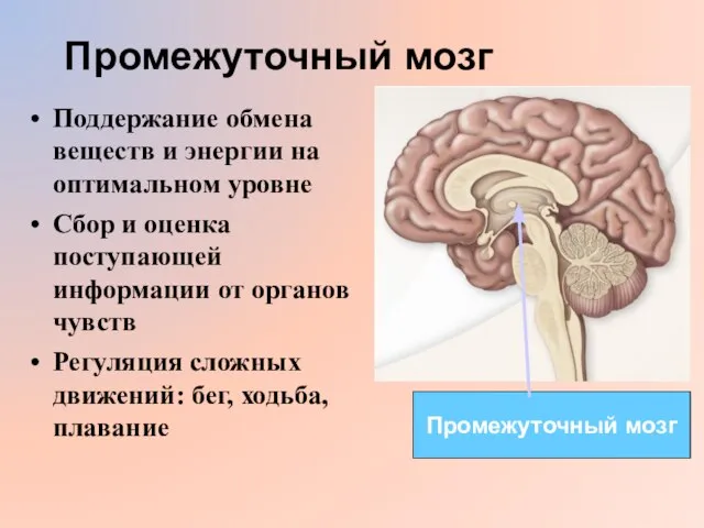 Промежуточный мозг Поддержание обмена веществ и энергии на оптимальном уровне Сбор