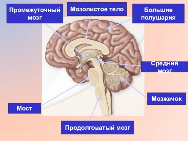 Продолговатый мозг Мост Мозжечок Средний мозг Промежуточный мозг Большие полушария Мозолистое тело