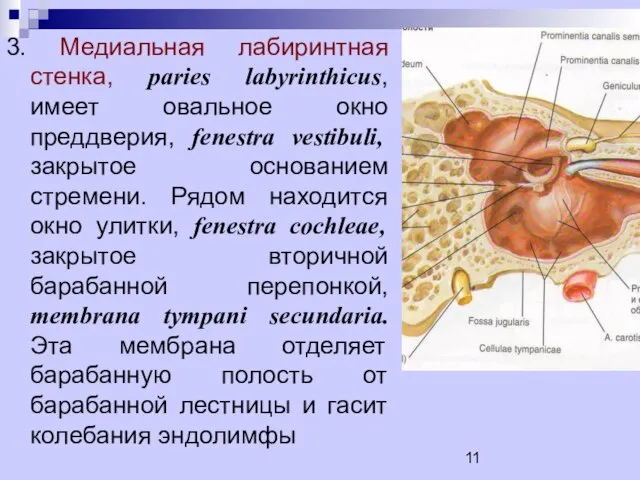 3. Медиальная лабиринтная стенка, paries labyrinthicus, имеет овальное окно преддверия, fenestra