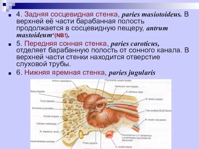 4. Задняя сосцевидная стенка, paries masiotoideus. В верхней её части барабанная