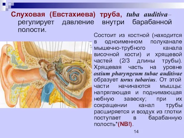 Слуховая (Евстахиева) труба, tuba auditiva– регулирует давление внутри барабанной полости. Состоит