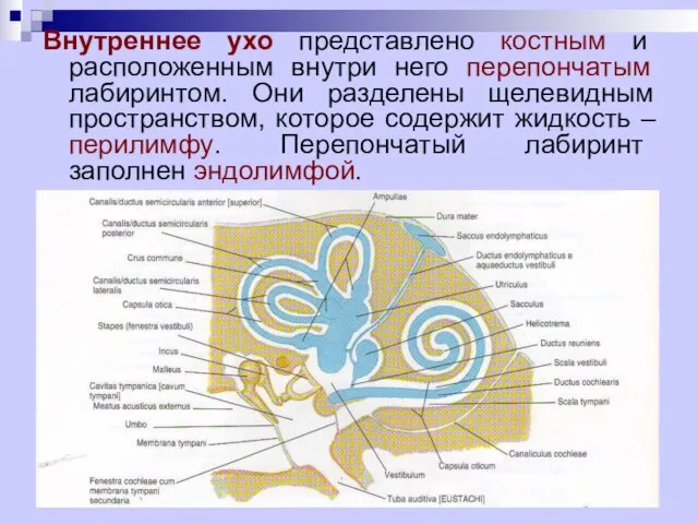 Внутреннее ухо представлено костным и расположенным внутри него перепончатым лабиринтом. Они