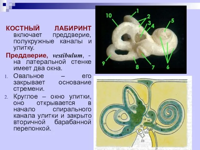 КОСТНЫЙ ЛАБИРИНТ включает преддверие, полукружные каналы и улитку. Преддверие, vestibulum, -