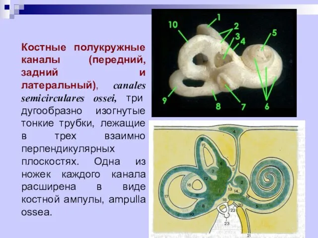 Костные полукружные каналы (передний, задний и латеральный), canales semicirculares ossei, три