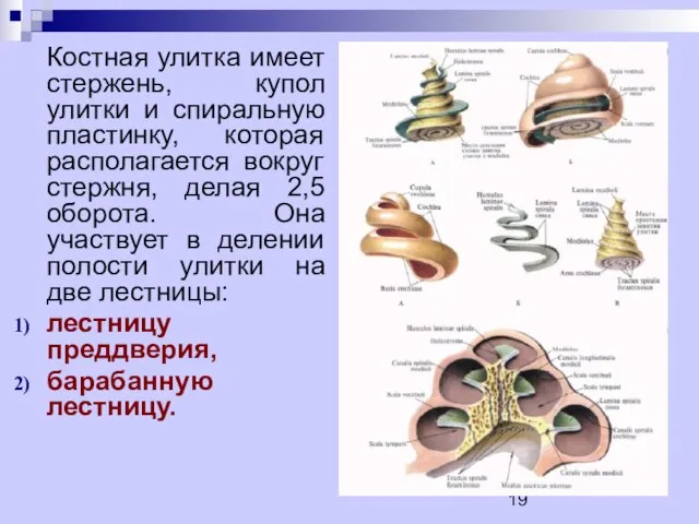 Костная улитка имеет стержень, купол улитки и спиральную пластинку, которая располагается