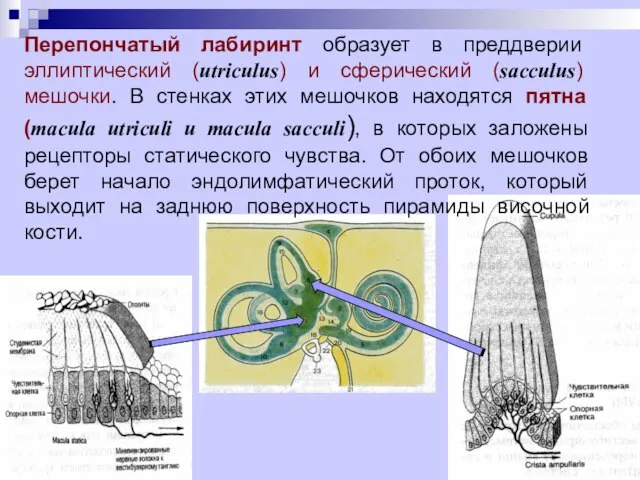 Перепончатый лабиринт образует в преддверии эллиптический (utriculus) и сферический (sacculus) мешочки.