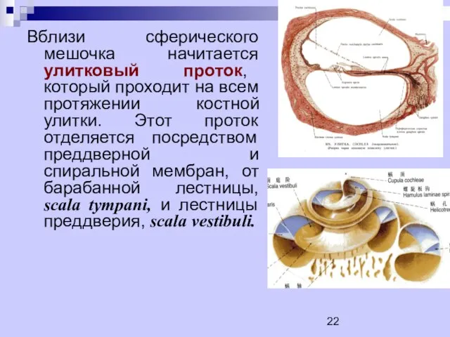 Вблизи сферического мешочка начитается улитковый проток, который проходит на всем протяжении