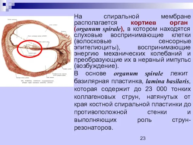 На спиральной мембране располагается кортиев орган (organum spirаle), в котором находятся