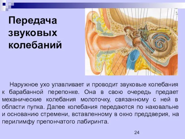 Передача звуковых колебаний Наружное ухо улавливает и проводит звуковые колебания к