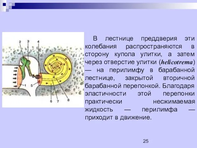 В лестнице преддверия эти колебания распространяются в сторону купола улитки, а