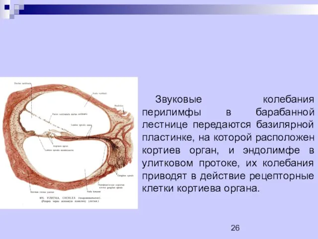 Звуковые колебания перилимфы в барабанной лестнице передаются базилярной пластинке, на которой