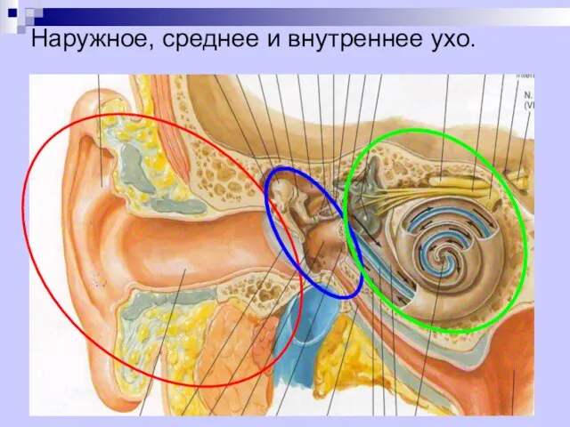 Наружное, среднее и внутреннее ухо. Наружное и среднее ухо составляют аппарат