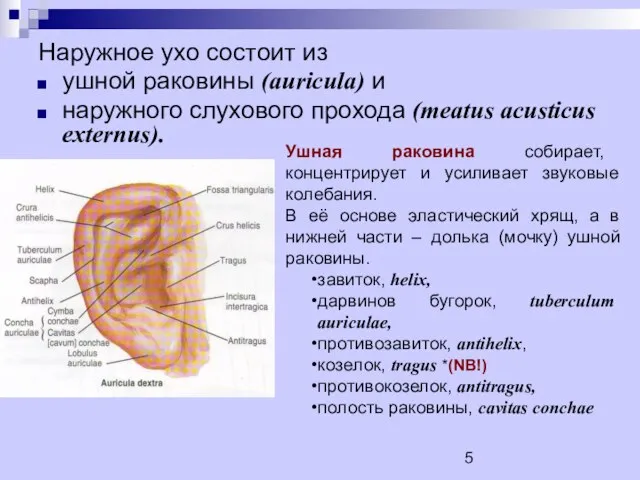 Наружное ухо состоит из ушной раковины (auricula) и наружного слухового прохода