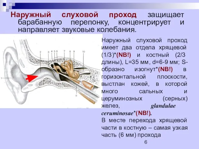 Наружный слуховой проход защищает барабанную перепонку, концентрирует и направляет звуковые колебания.